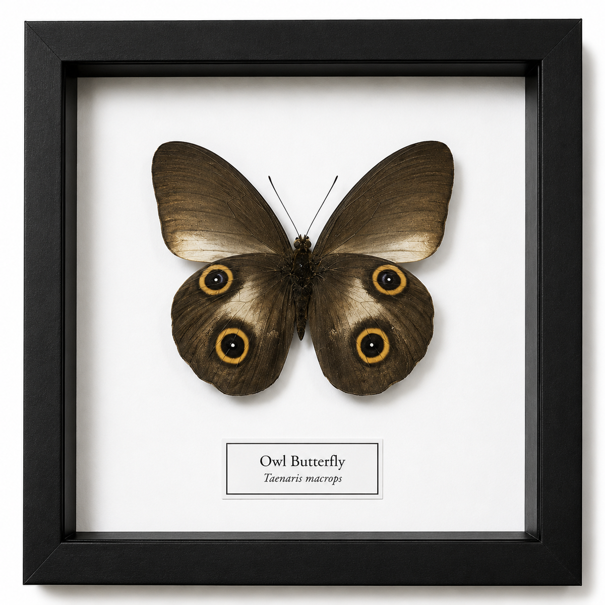 Framed Butterfly Specimen | Owl Butterfly