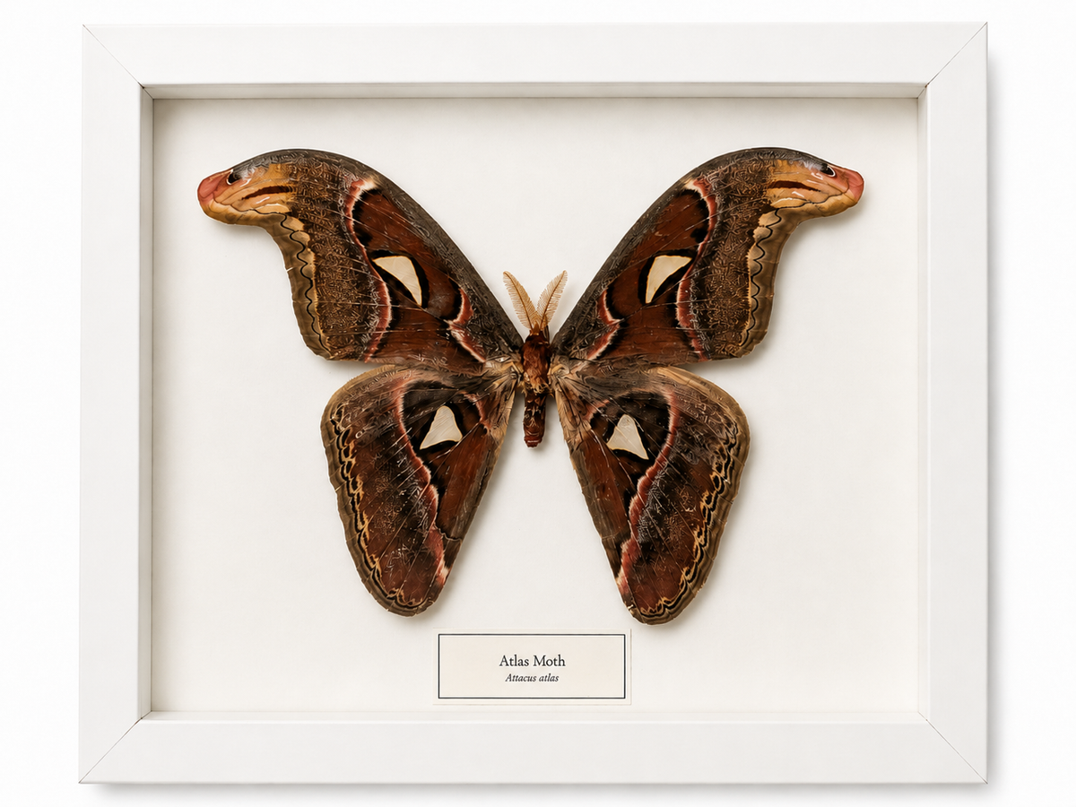 Framed Moth Specimen | Atlas Moth