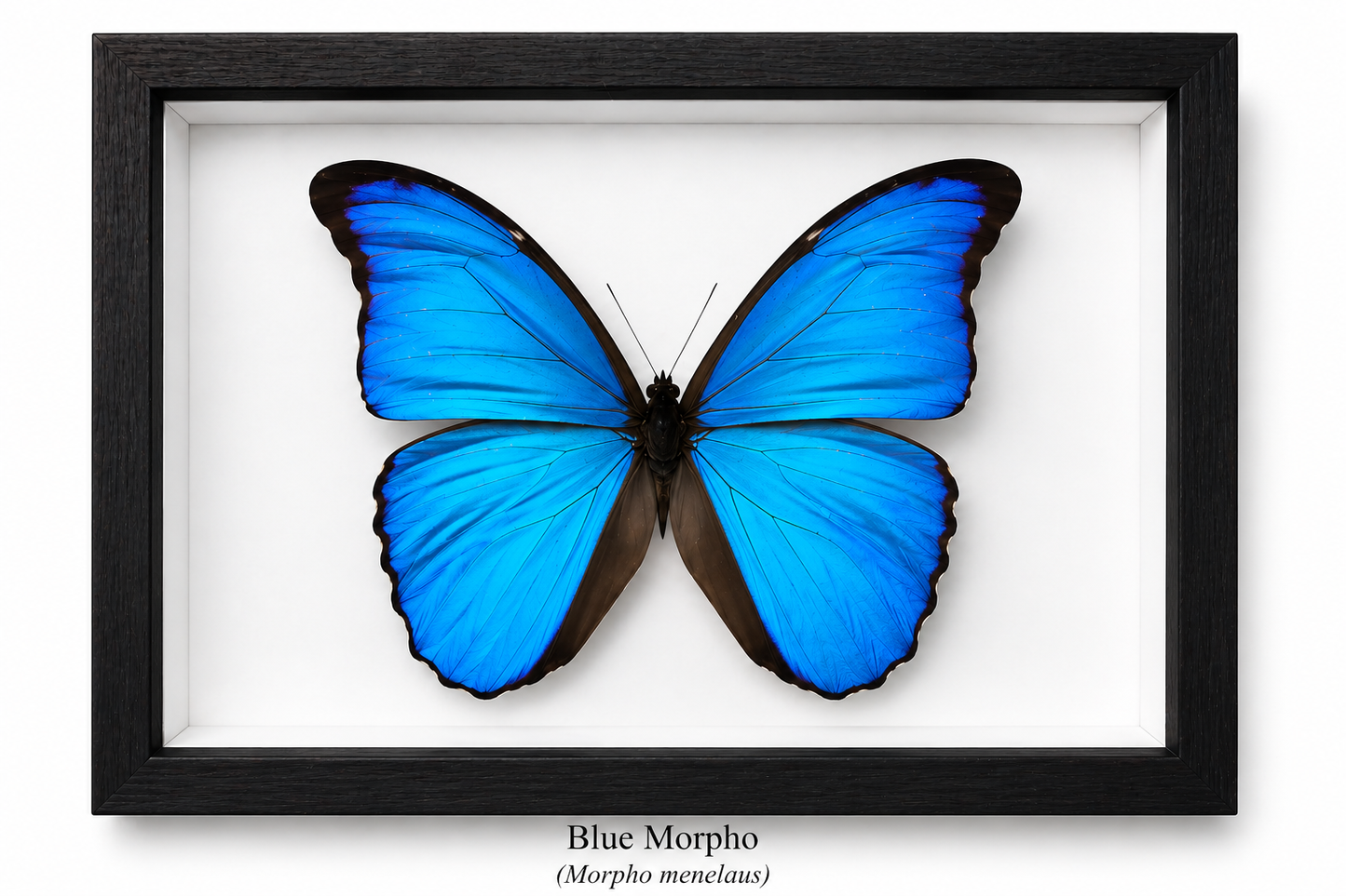 Framed Butterfly Specimen | Blue Morpho (8x10)