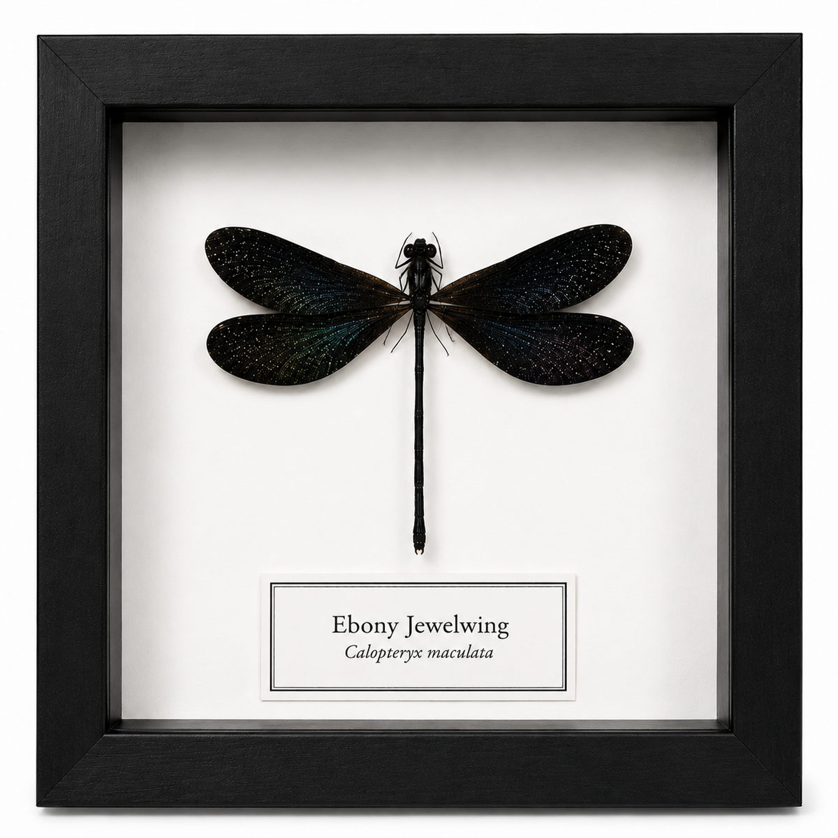 Framed Damselfly Specimen | Ebony Jewelwing (5x5)