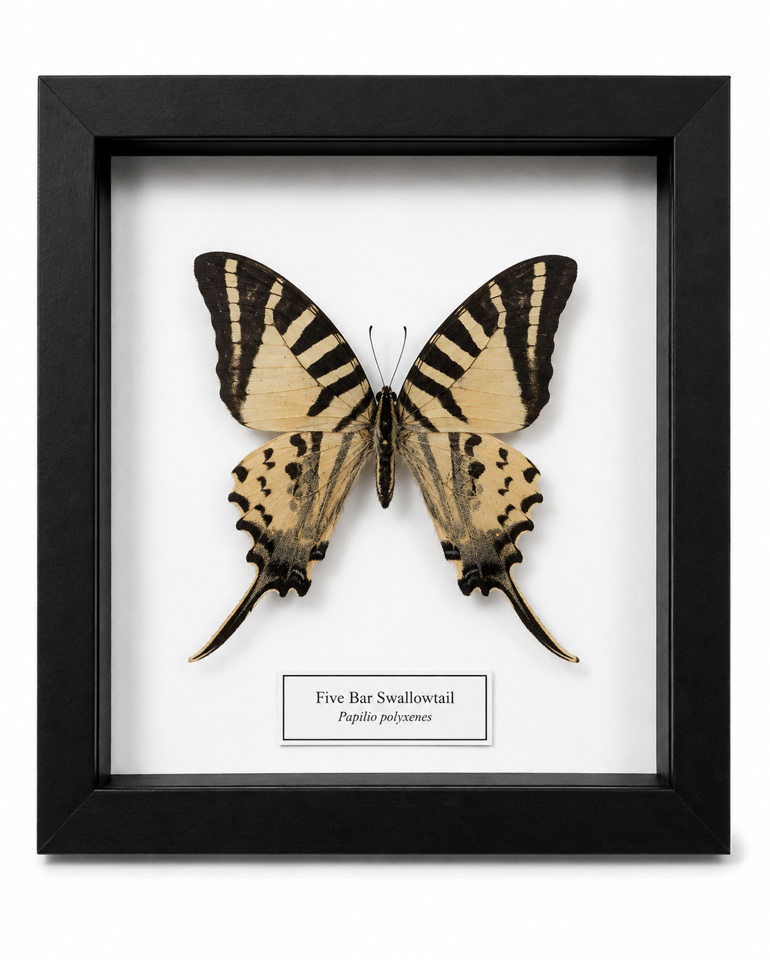 Framed Butterfly Specimen | Five-Bar Swordtail (5x5)