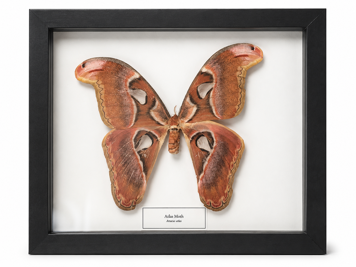 Framed Moth Specimen | Atlas Moth