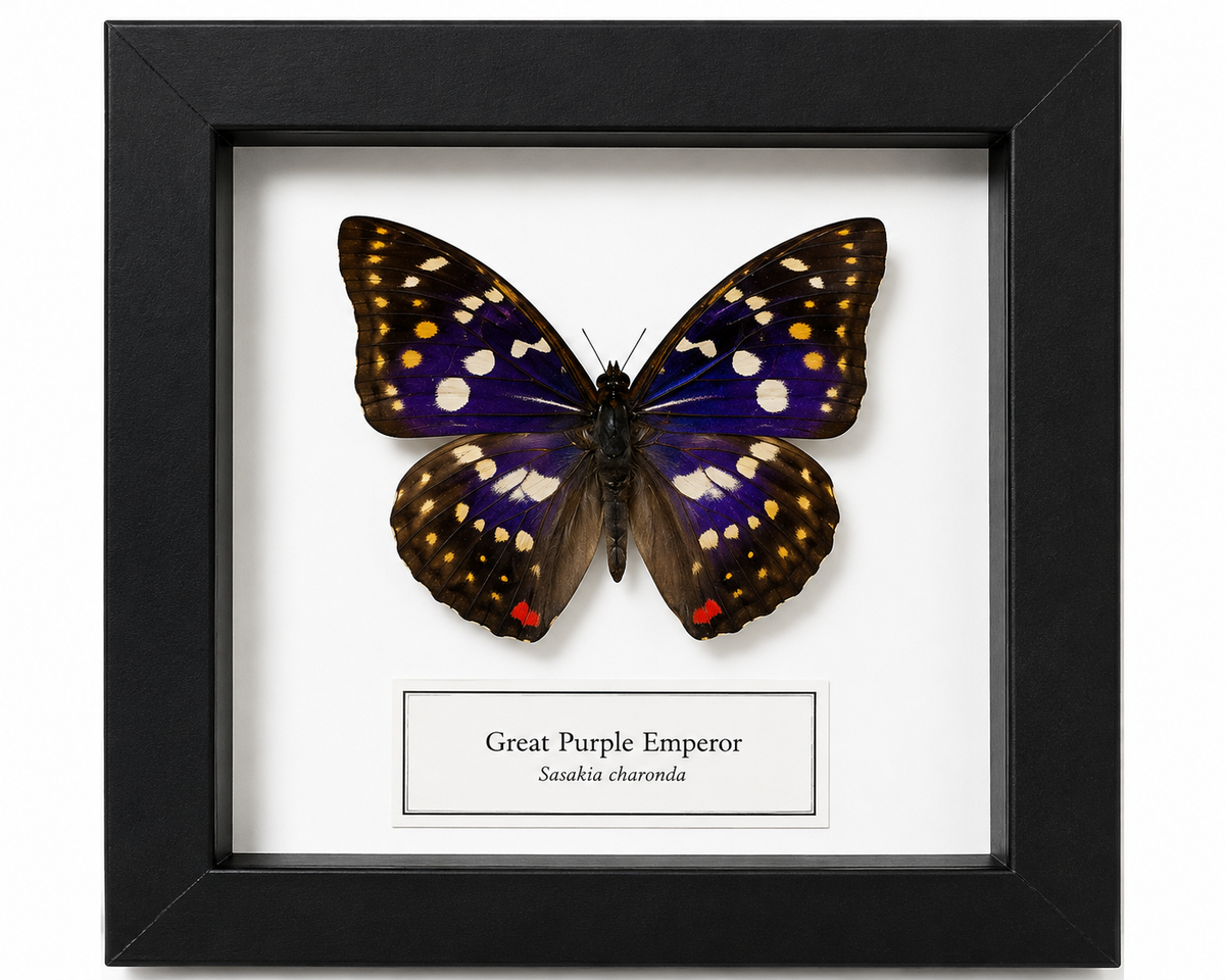 Framed Butterfly Specimen | Blue Hairstreak (5x5) (Copy)