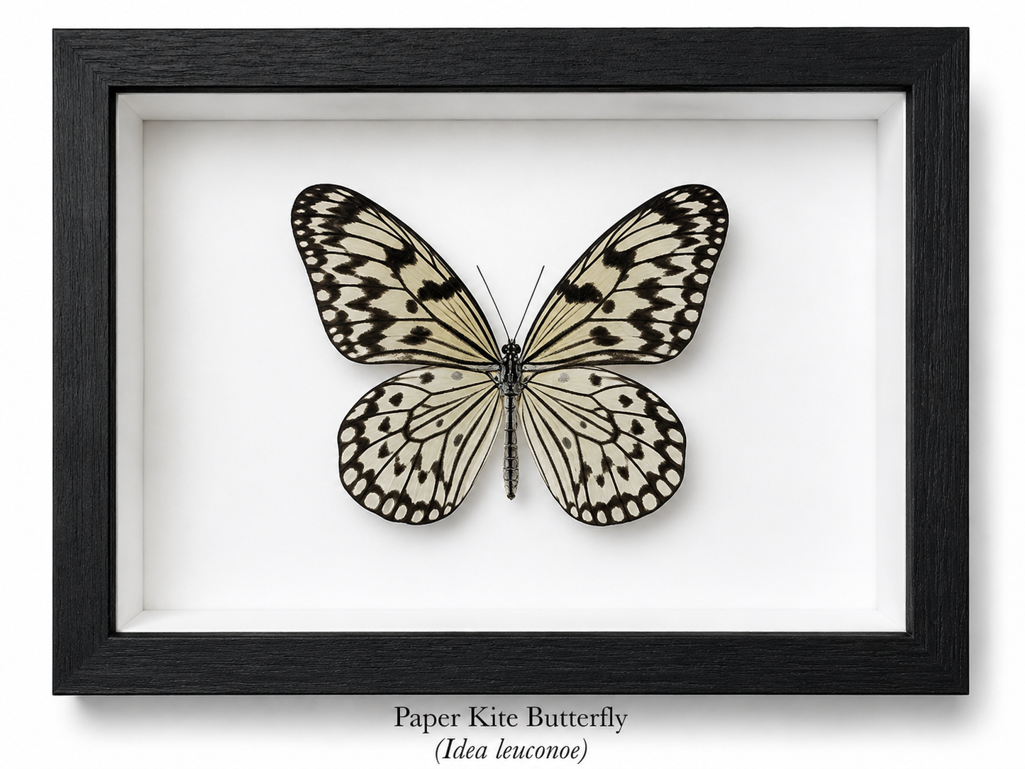 Framed Butterfly Specimen | Paper Kite Butterfly (5x7)
