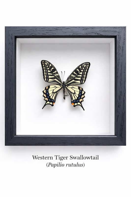Framed Butterfly Specimen | Western Tiger Swallowtail (5x5)