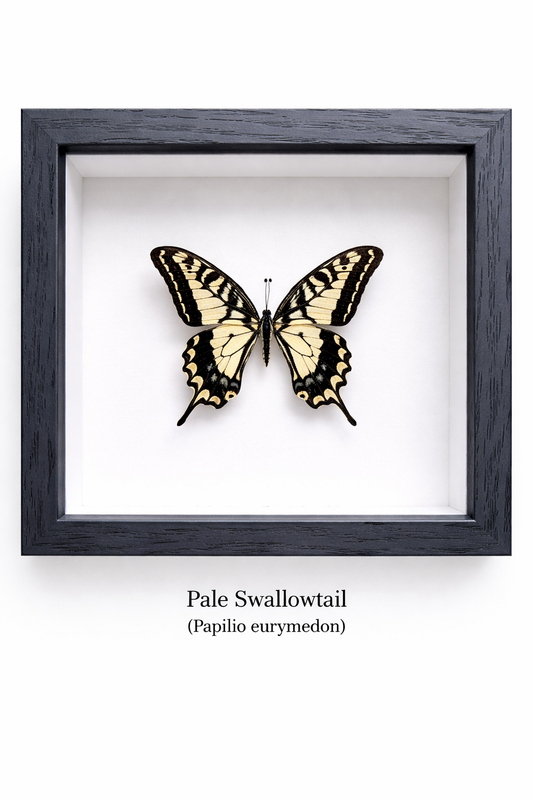 Framed Butterfly Specimen | Pale Swallowtail (5x5)