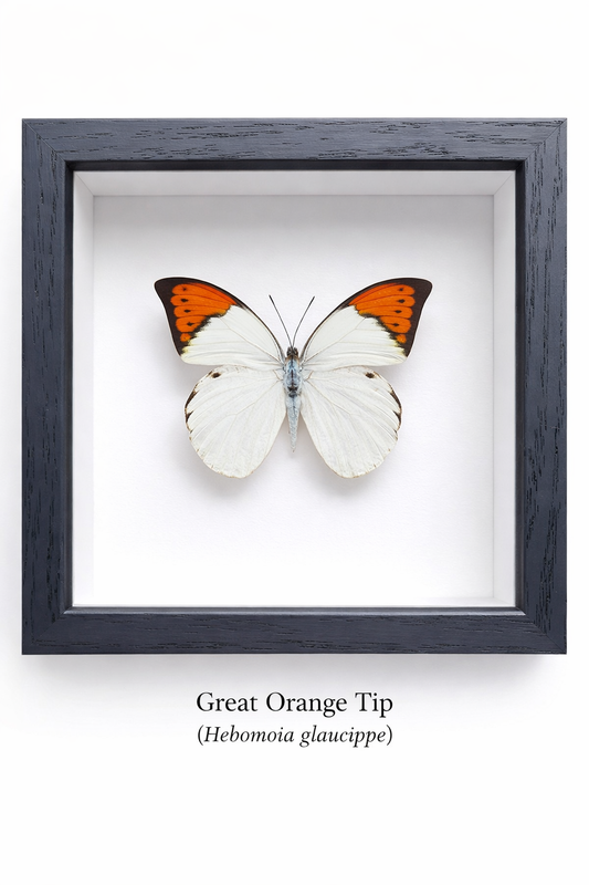 Framed Butterfly Specimen | Great Orange Tip (5x5)
