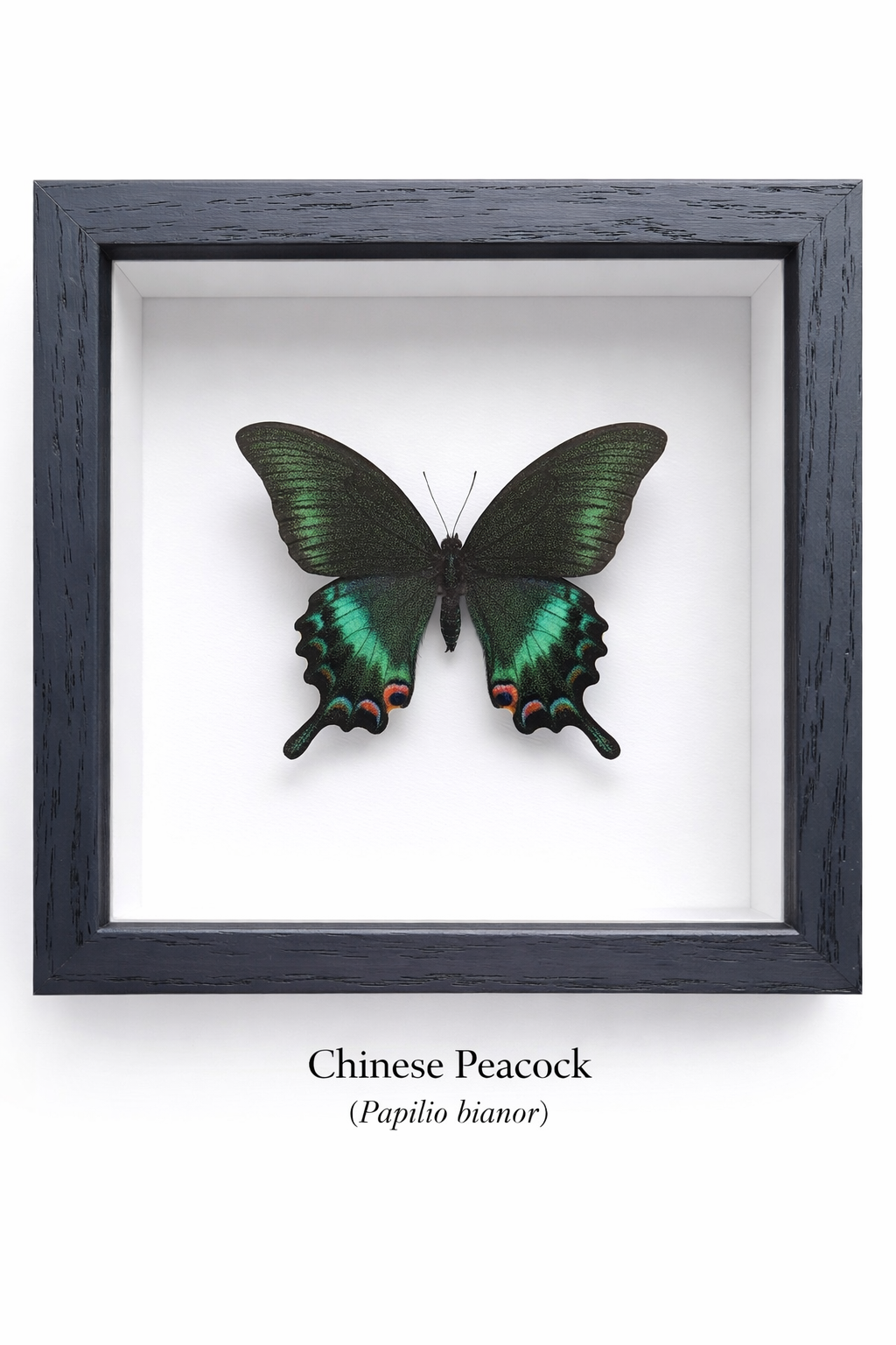 Framed Butterfly Specimen | Chinese Peacock (5x5)