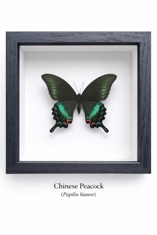 Framed Butterfly Specimen | Chinese Peacock (5x5)