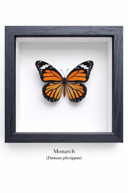 Framed Butterfly Specimen | Monarch (5x5)