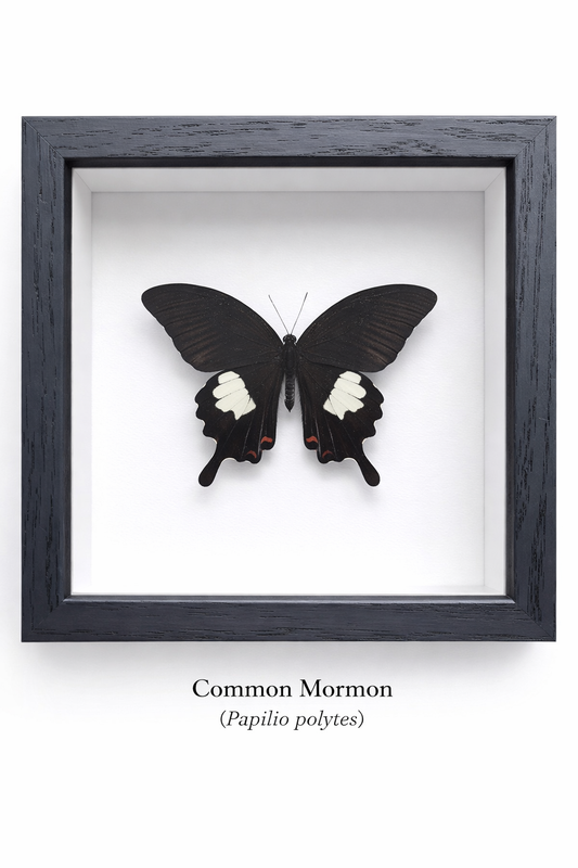 Framed Butterfly Specimen | Common Mormon (5x5)
