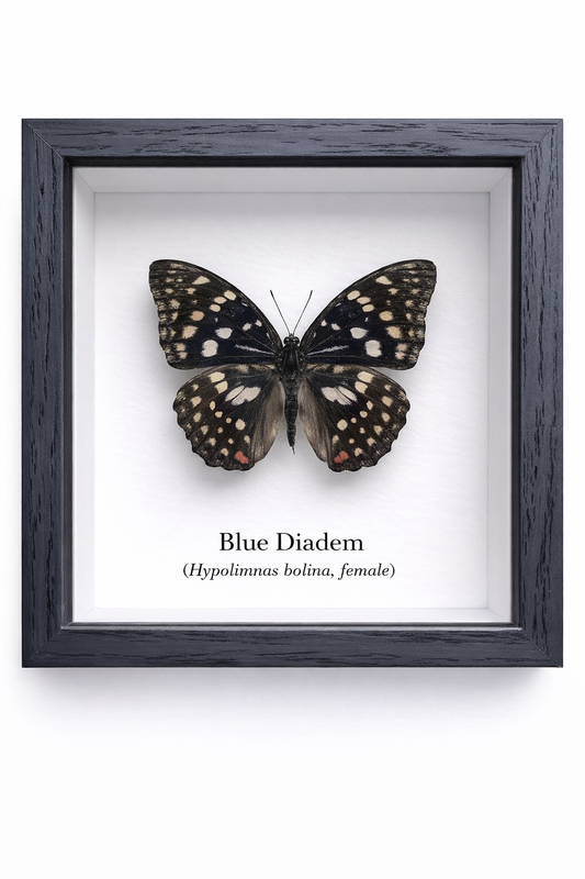 Framed Butterfly Specimen | Blue Diadem (5x5)