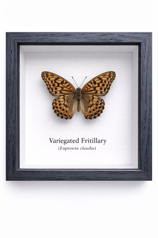 Framed Butterfly Specimen | Variegated Fritillary (5x5)
