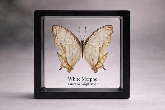 Framed Butterfly Specimen | White Morpho (3x3)