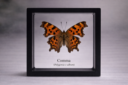 Framed Butterfly Specimen | Comma (3x3)
