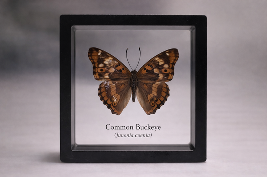 Framed Butterfly Specimen | Common Buckeye (3x3)