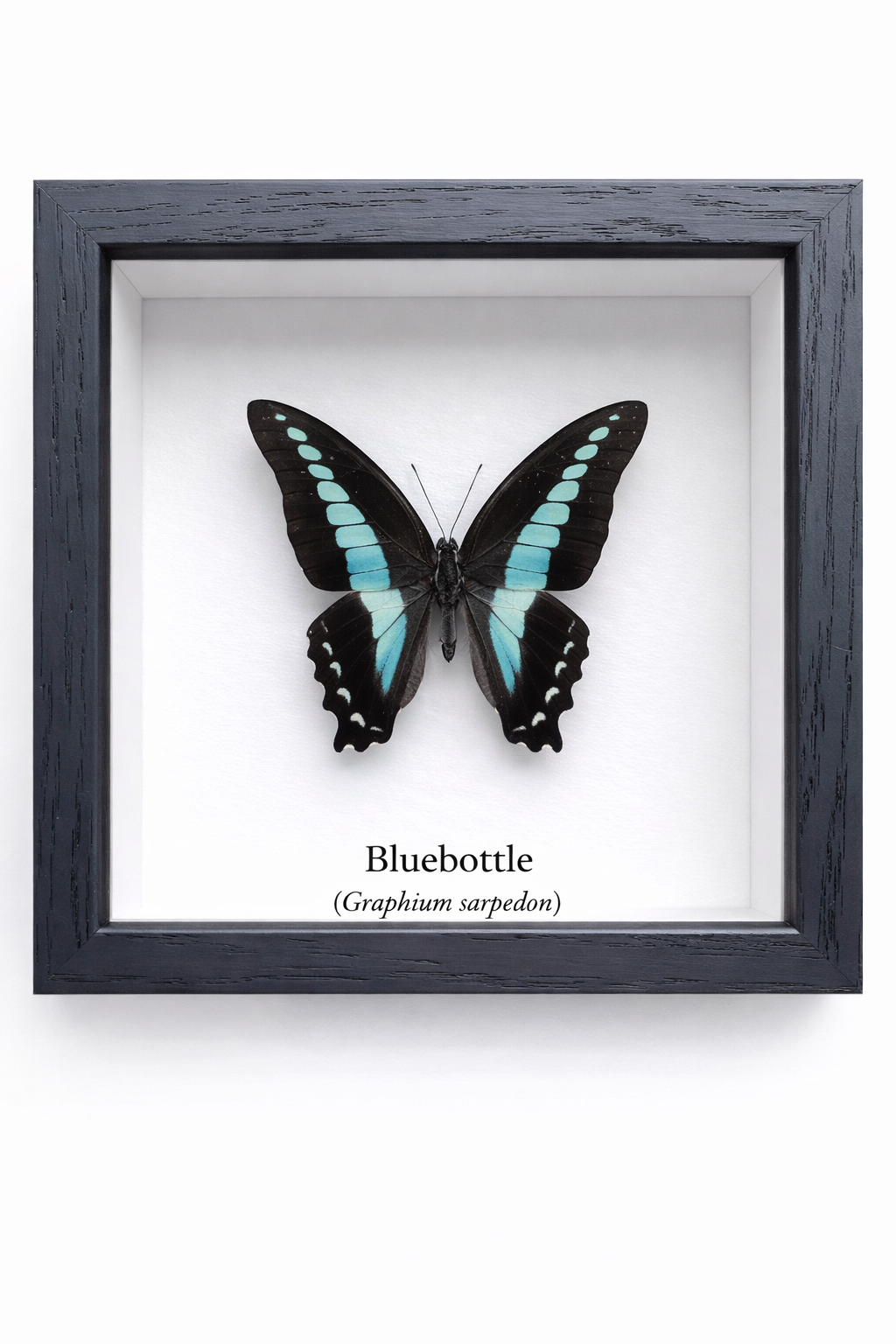 Framed Butterfly Specimen | Bluebottle (5x5)