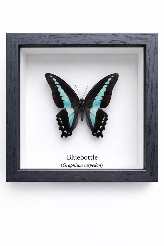 Framed Butterfly Specimen | Bluebottle (5x5)