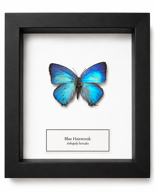 Framed Butterfly Specimen | Blue Hairstreak (5x5)