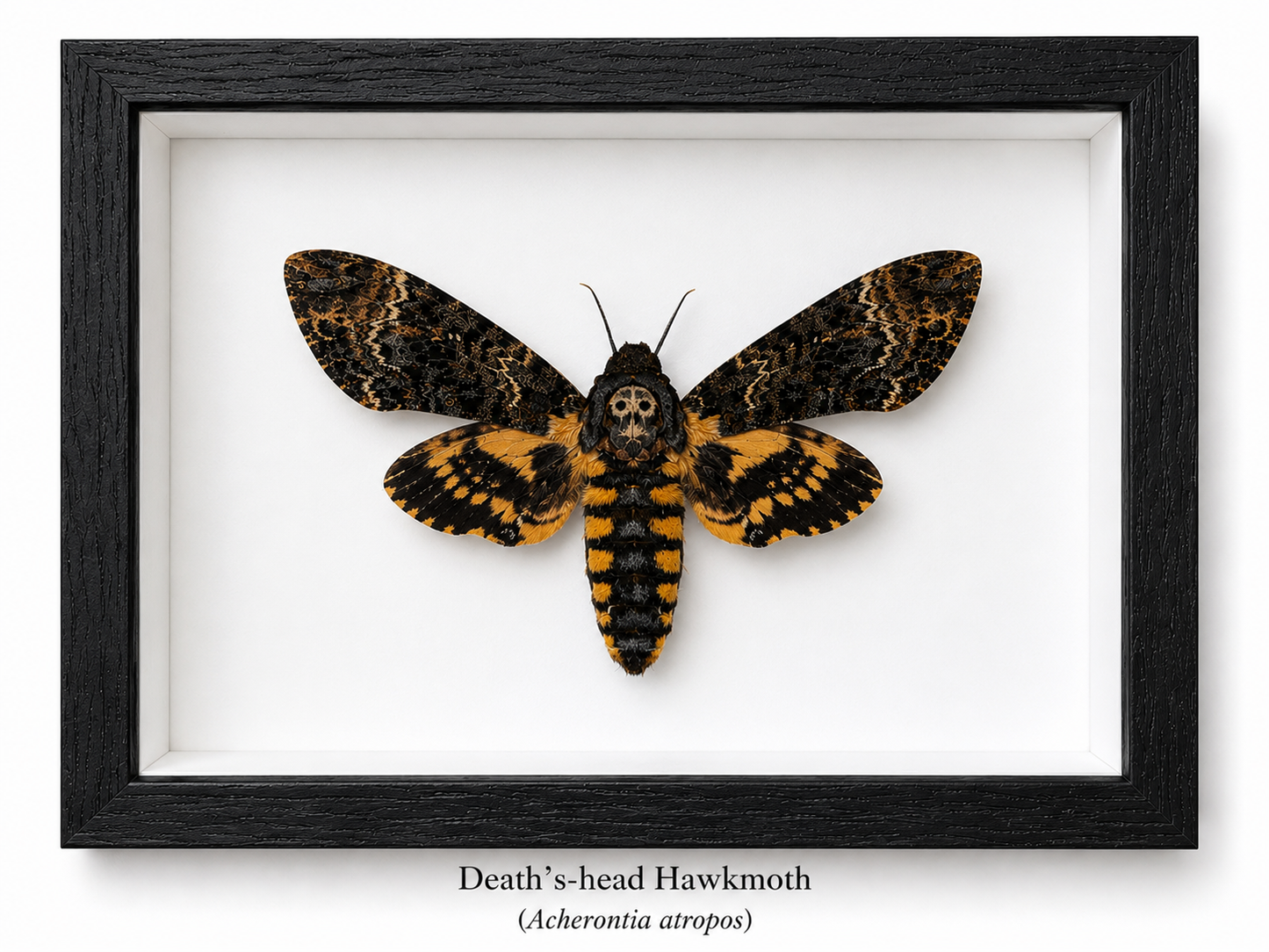 Framed Butterfly Specimen | Death’s-head Hawkmoth (5x7)