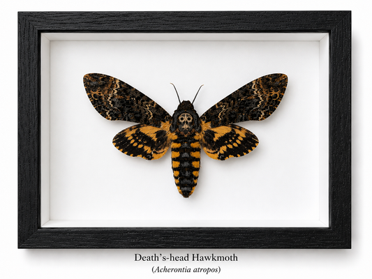 Framed Butterfly Specimen | Death’s-head Hawkmoth (5x7)