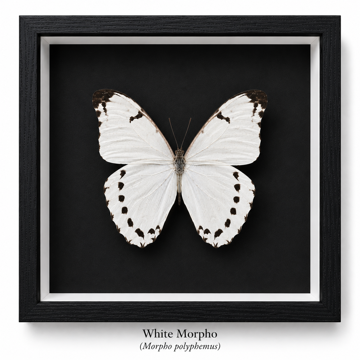 Framed Butterfly Specimen | White Morpho (8x8)