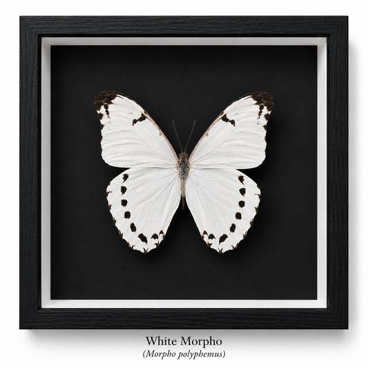 Framed Butterfly Specimen | White Morpho (8x8)