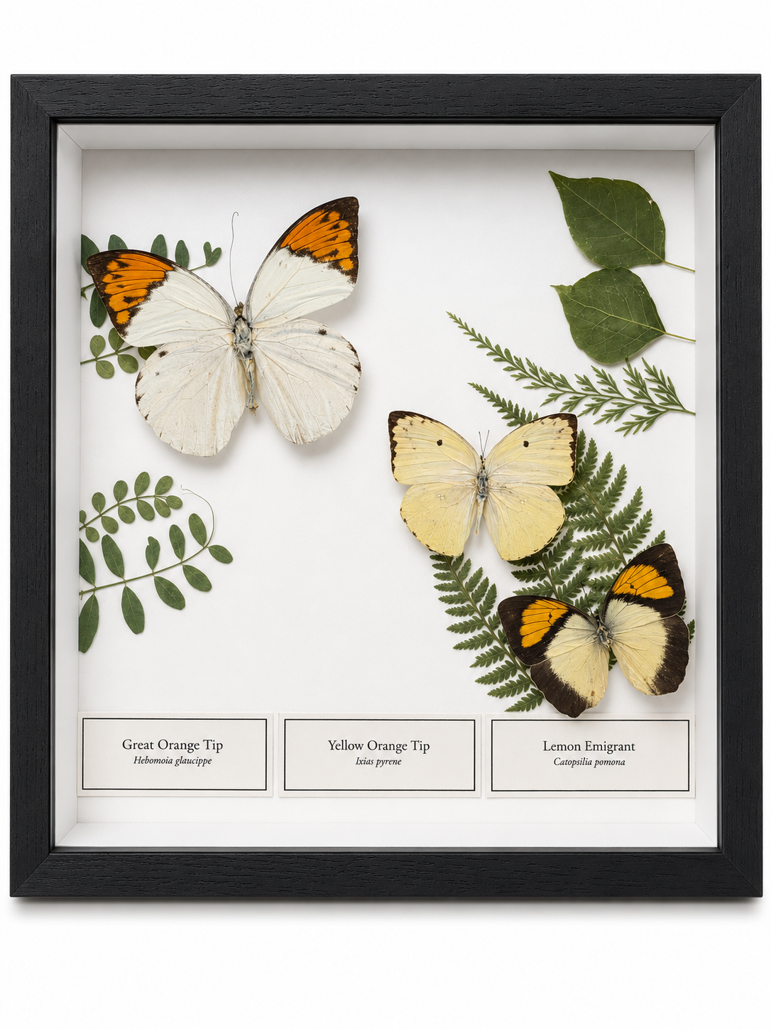 Framed Butterfly Collection (Copy)