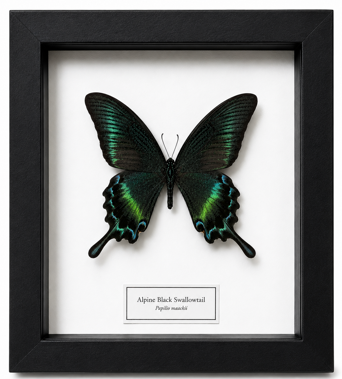 Framed Butterfly Specimen | Alpine Black Swallowtail (8x8)