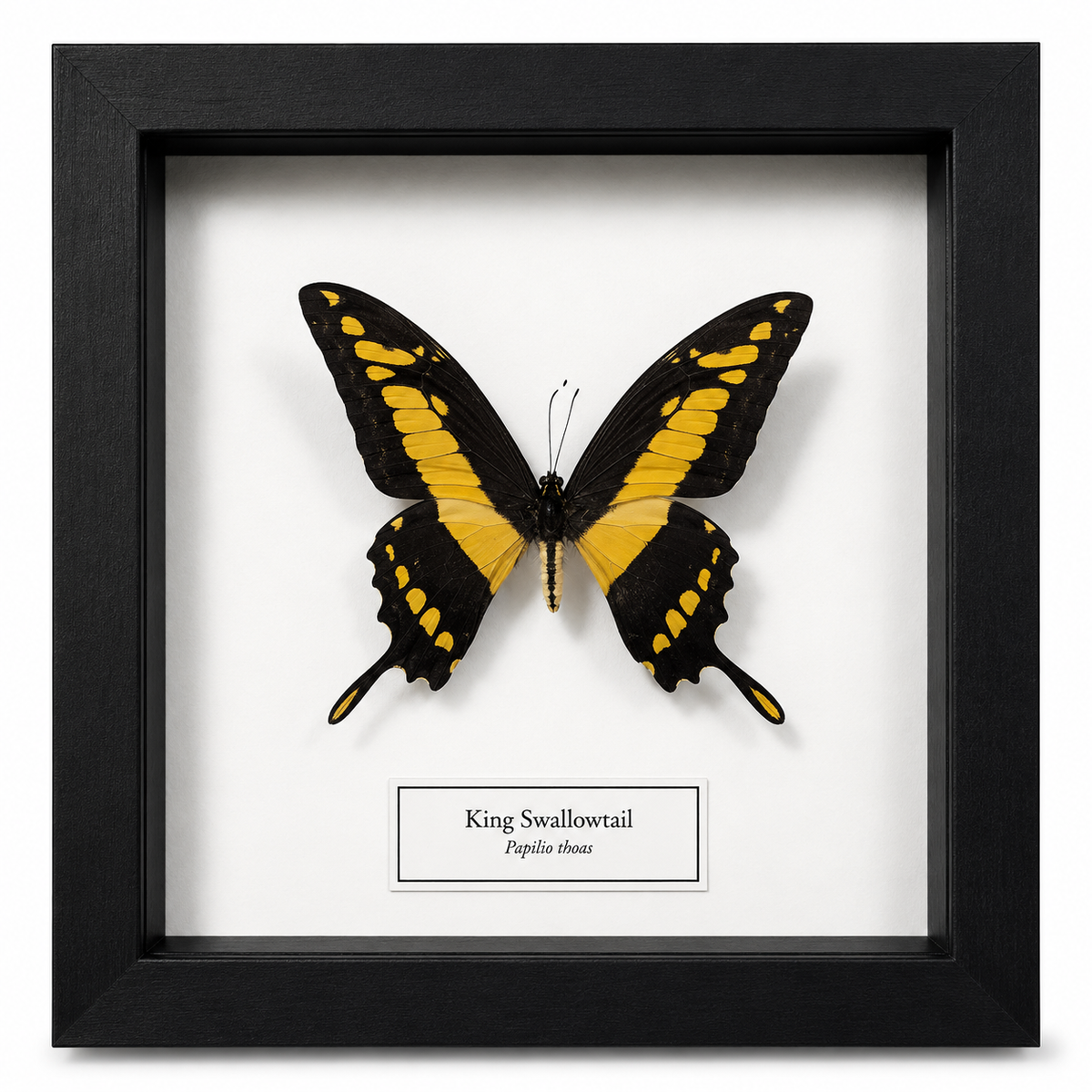 Framed Butterfly Specimen | King Swallowtail (8x8)