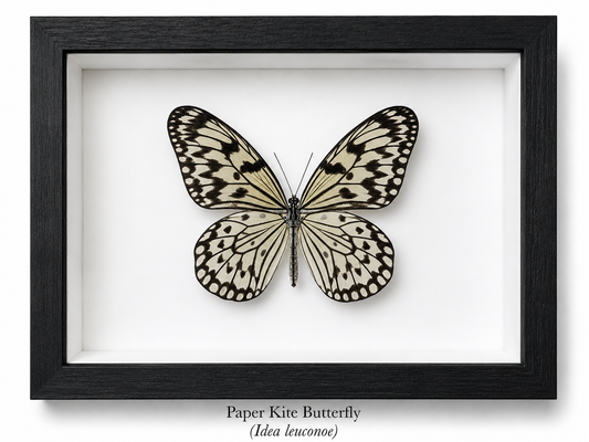 Framed Butterfly Specimen | Paper Kite Butterfly (5x7)