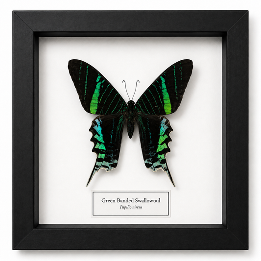 Framed Butterfly Specimen | Green-Banded Swallowtail (5x5)